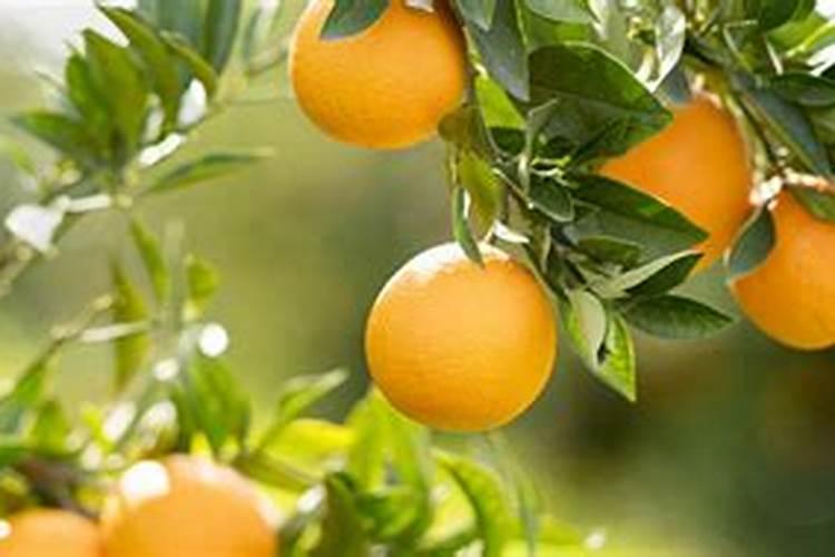 种植脐橙如何施肥效果更好
