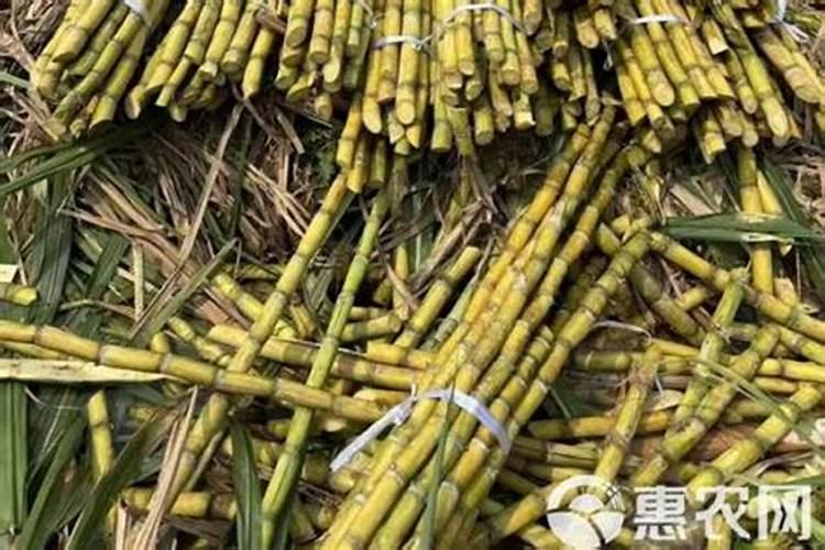 玉米长灰包是怎么回事