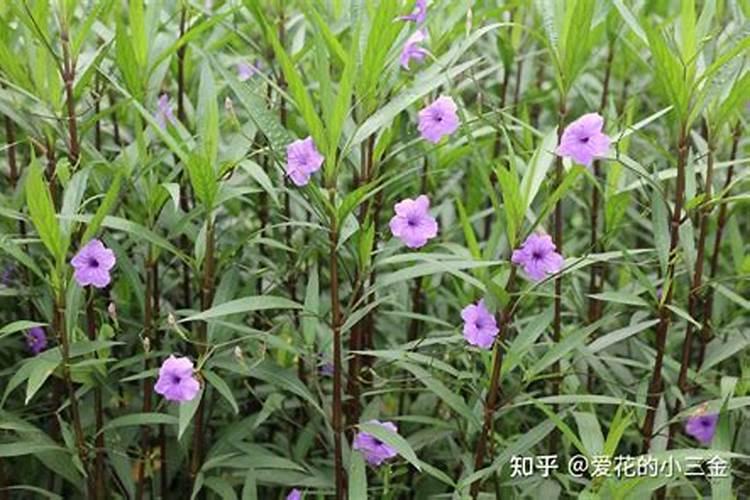 种姜用什么肥料最高产