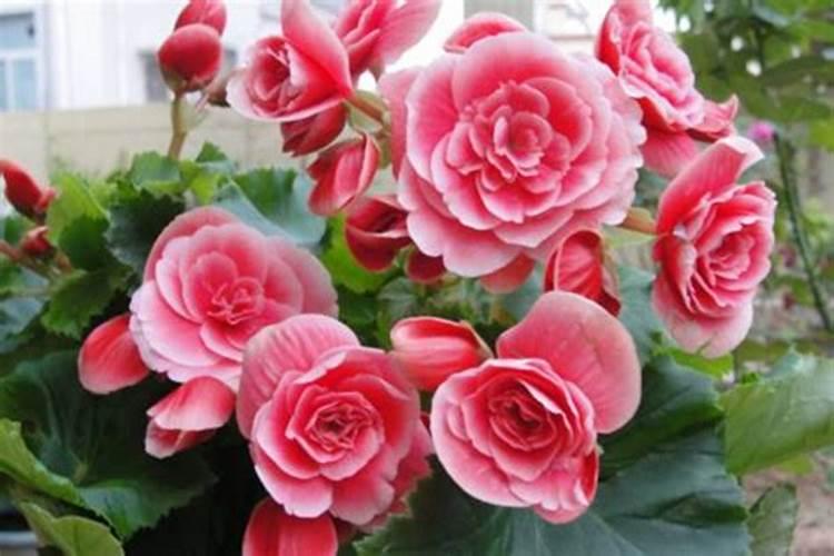 复合肥可以用来做养花的底肥吗？