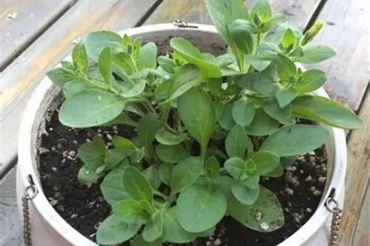 杨树冬季可以施肥吗