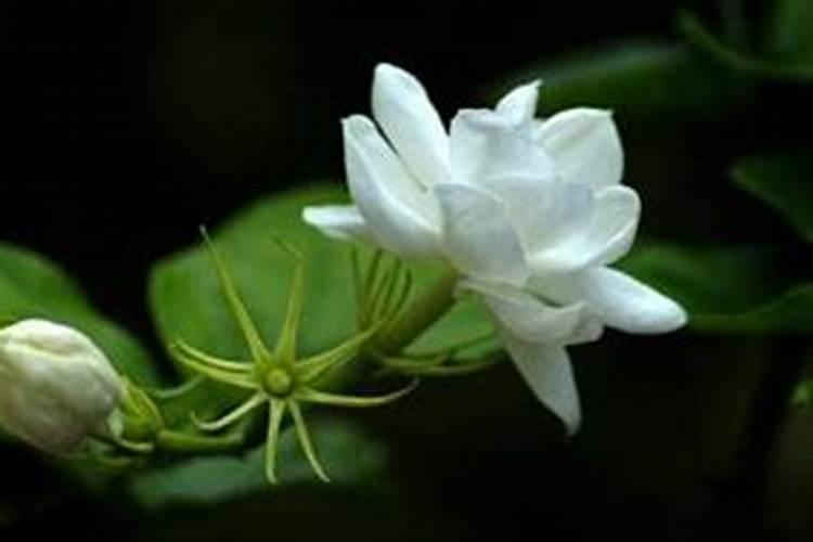 茉莉花施肥时间和方法 莉花施肥时间和方法是什么