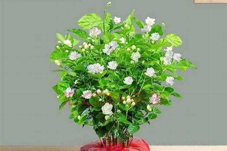 茉莉花的管理