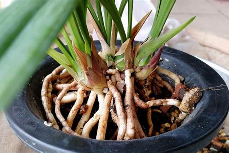 新栽兰花叶面可以喷水吗