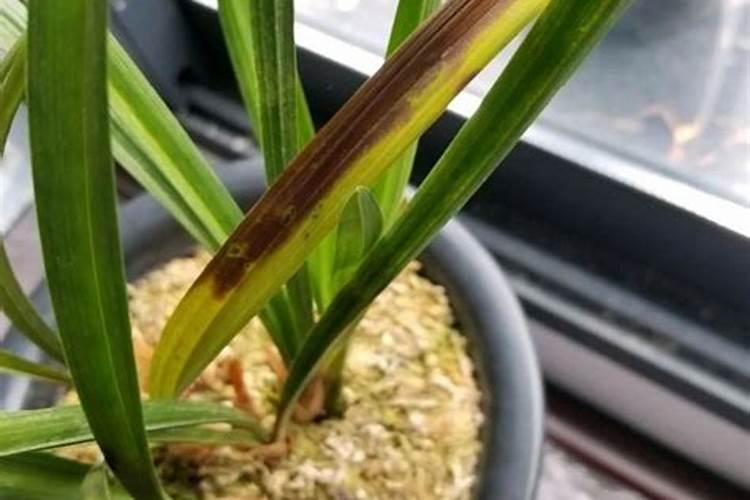 新手养兰花如何施肥