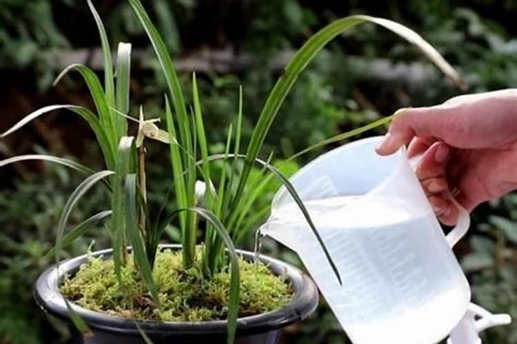 兰花用什么叶面肥最好？