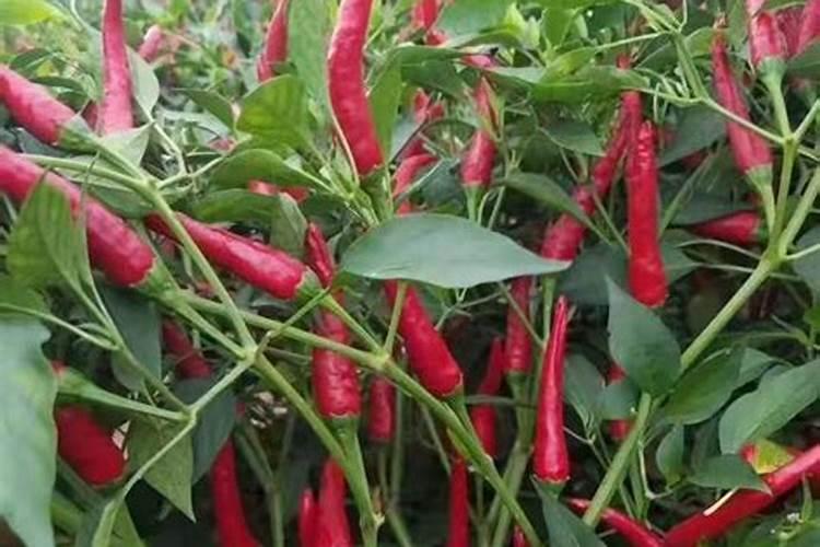 花菜施什么肥最好