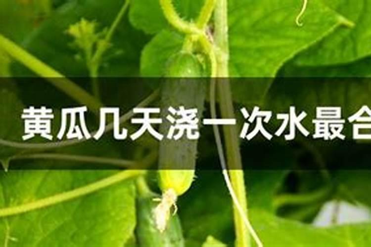 黄瓜几天一浇水几天一施肥 黄瓜多长时间浇水一次