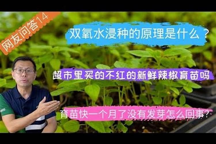 柑橘苗叶面肥施药方法