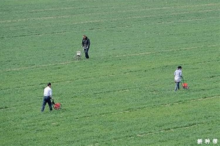 水稻用亚磷酸钾好还是磷酸二氢钾好