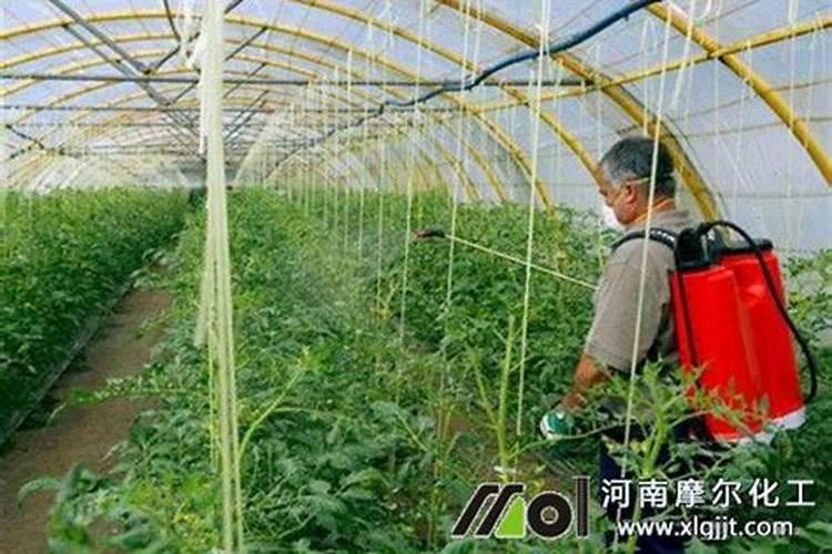 枣树开花打什么药