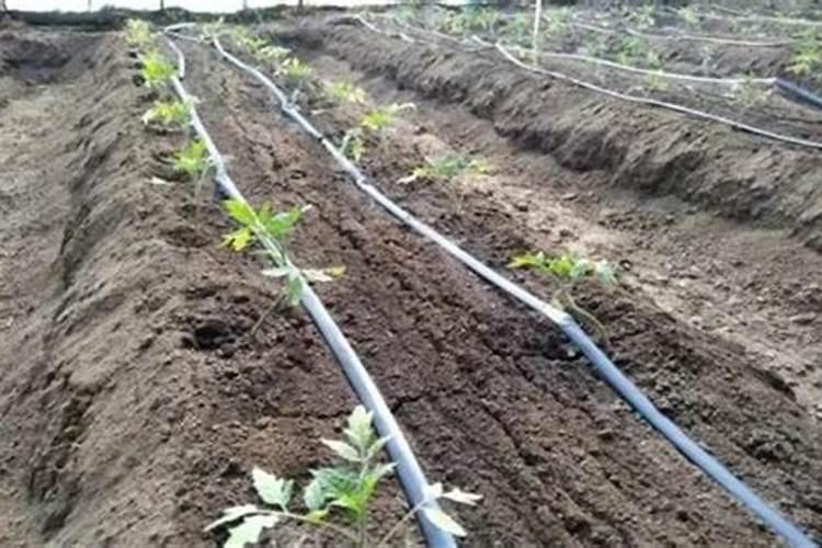 滴灌玉米施肥最佳方案