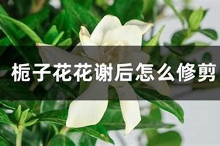 栀子花花谢后怎么处理下一波花更多