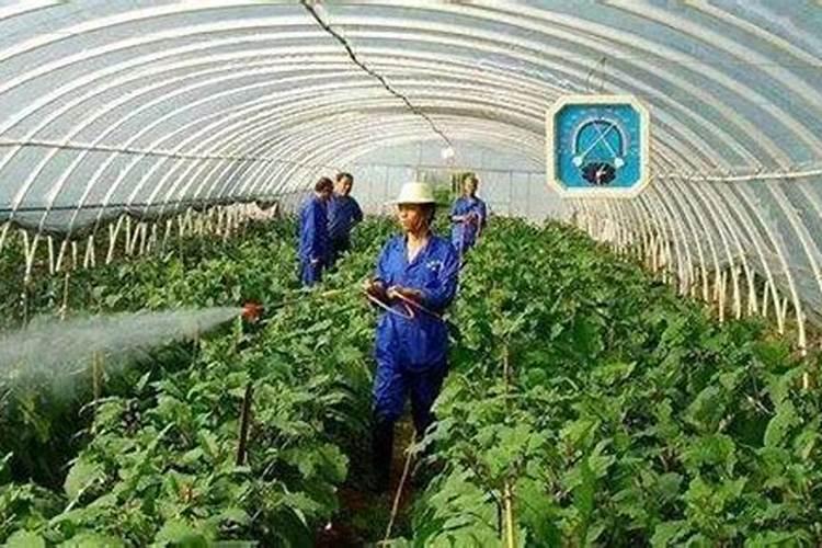 彩椒变色受到哪些条件的影响