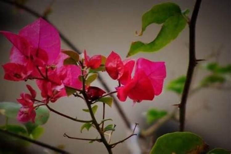 栀子花施什么肥好,栀子花的施肥方法以及注意事项