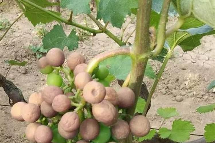 辣椒坐果期用什么肥料 辣椒坐果期为什么不能浇水