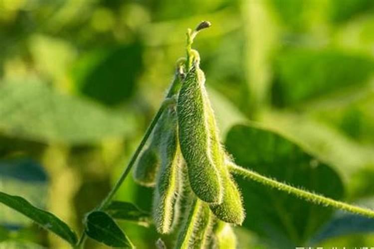 钙镁磷肥土壤调理剂可用于种植大豆吗？