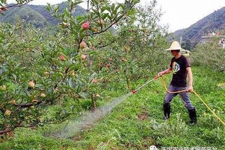 新疆骏枣坐果后需要喷施哪种叶面肥