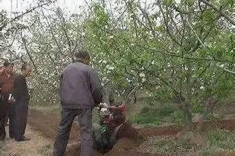 果树什么时候施肥最好