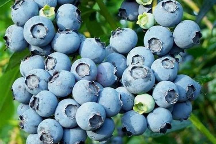 什么原材料能够用来制作尿素化肥