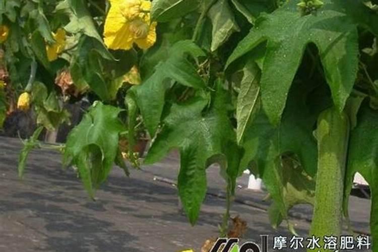 自然界中含有大量的氮元素(如氮气),为什么植物生长还需要施氮肥呢？