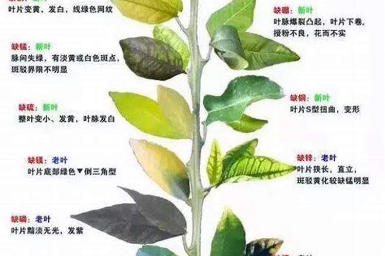 中量元素有哪些,对作物有什么作用,如缺乏有什么症状？
