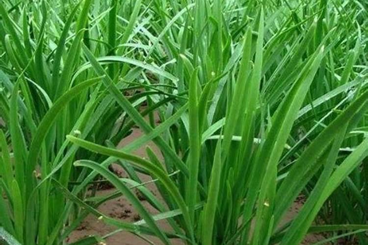 老韭菜收割后怎样管理