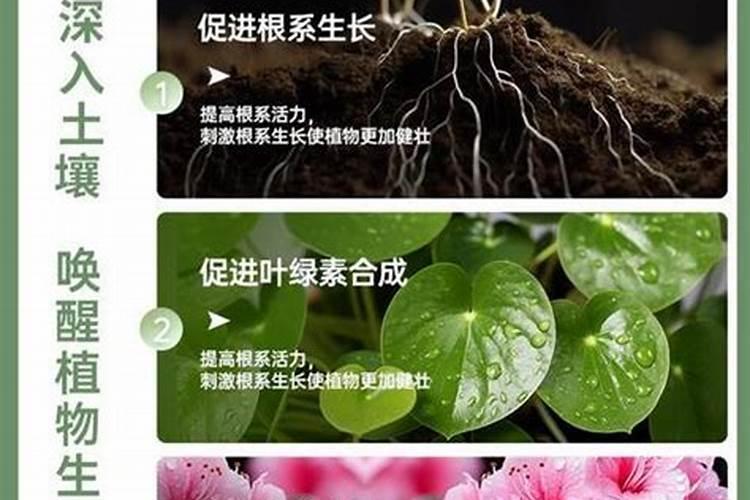 磷肥草莓放多少