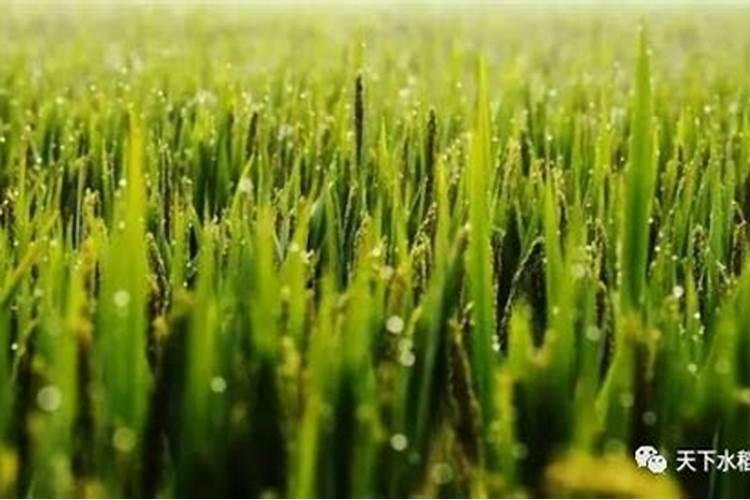 水稻最后一次使用农药是什么时间？