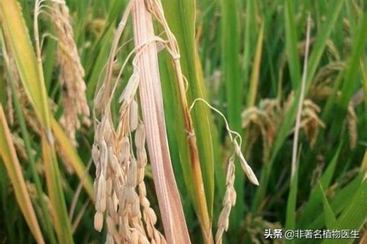 你知道你所种植的水稻怎样才能更好提升产量吗？