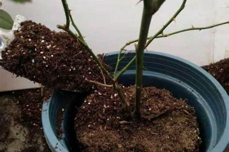 谷子可用除草剂有哪些