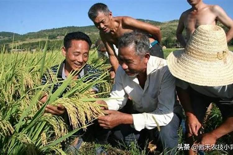 黄瓜施肥的正确方法