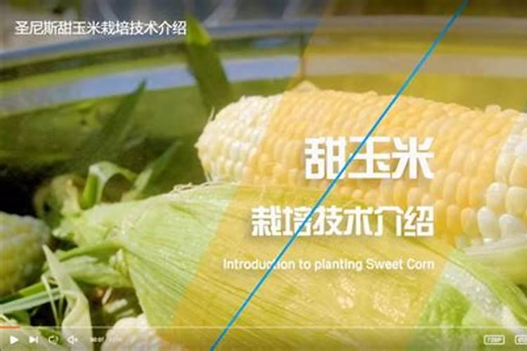 南方甜玉米种植技术