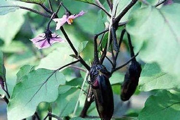 茄子用哪种叶面肥长势旺？膨果期上什么肥料产量高？