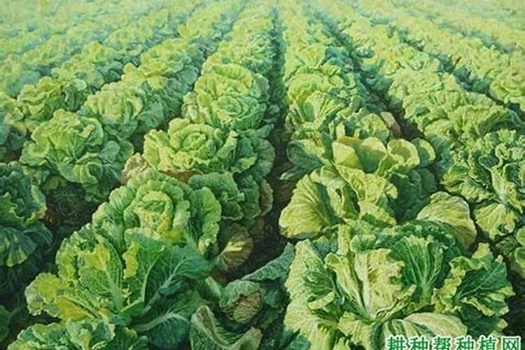 大白菜追肥最佳时间