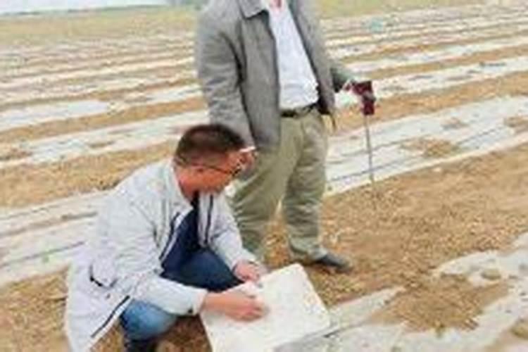 无花果树怎么浇水方法