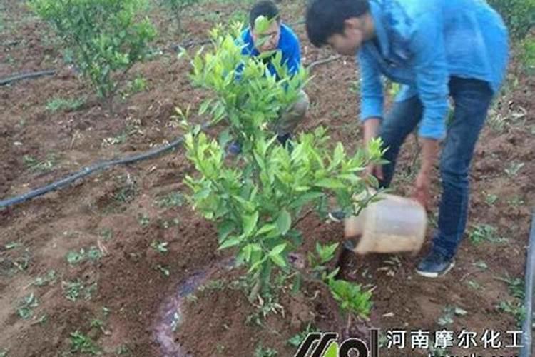 草坪需要施什么肥料好