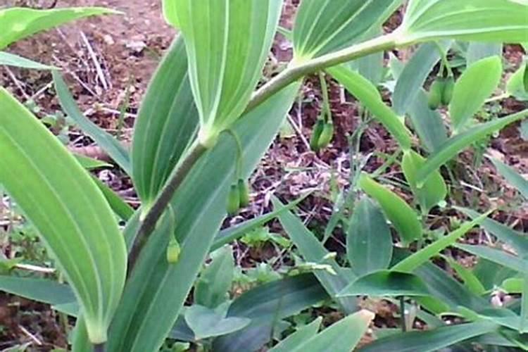 玉竹种植技术与栽培管理