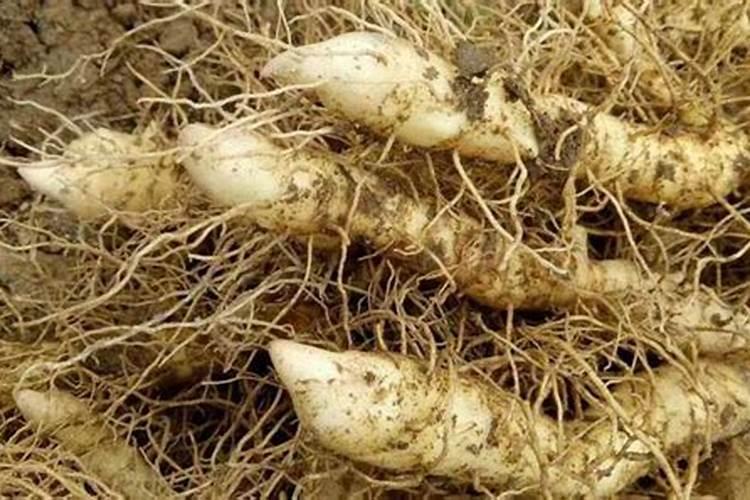 农业问题玉竹翻焦是缺少什么肥料？