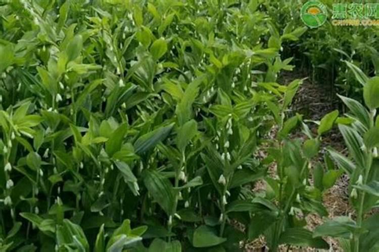 玉竹施肥用什么肥料好？比如复合肥适合玉竹吗？