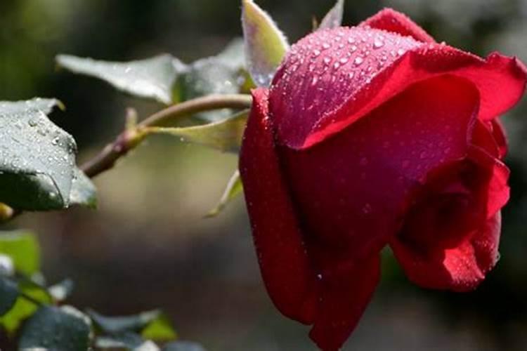 大肥王花肥的使用方法