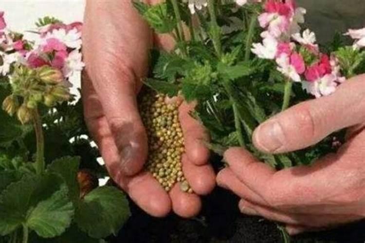 草莓需要哪种肥料