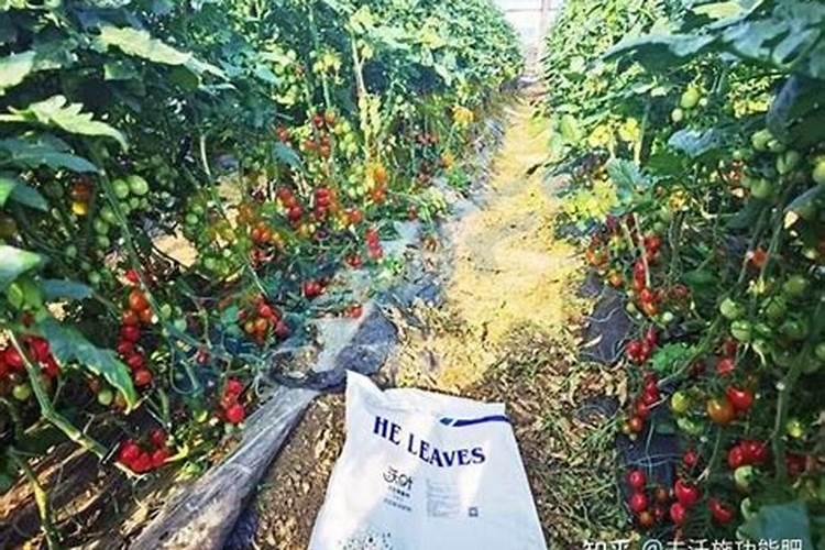 为什么说油菜育苗移栽是一项高产、稳产的栽培技术？