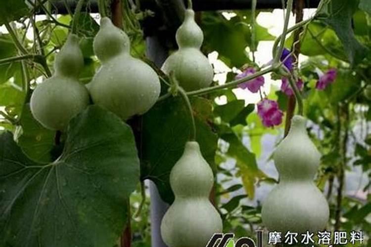 石家庄肥料批发市场在哪里