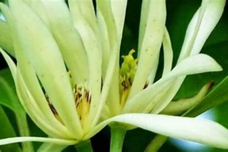 柑橘护果关键时,谢花后需要防治哪些害虫？