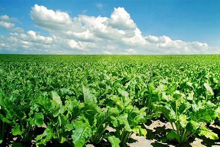 柑橘幼苗水溶肥的用量是多少？