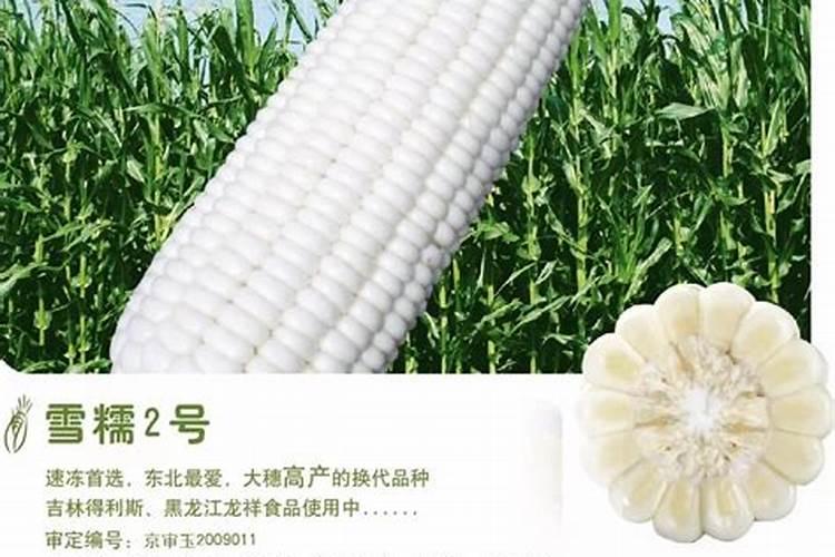 玉竹发黄用生根剂喷施有效果吗？