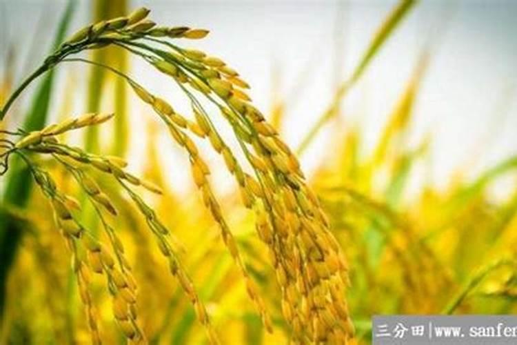 一亩水稻施多少肥