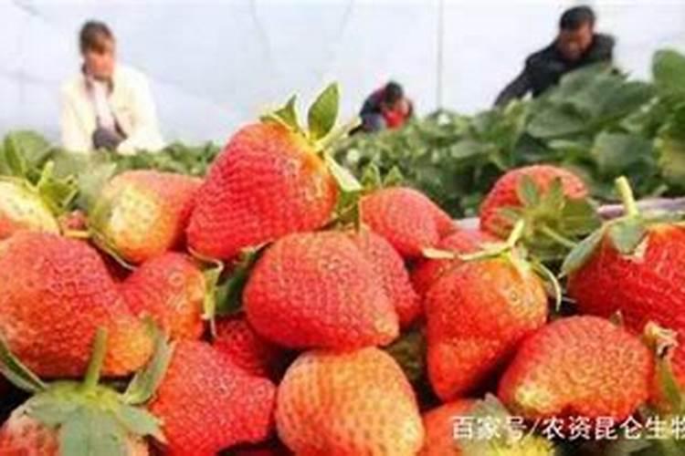 年桔种植怎样控制花期