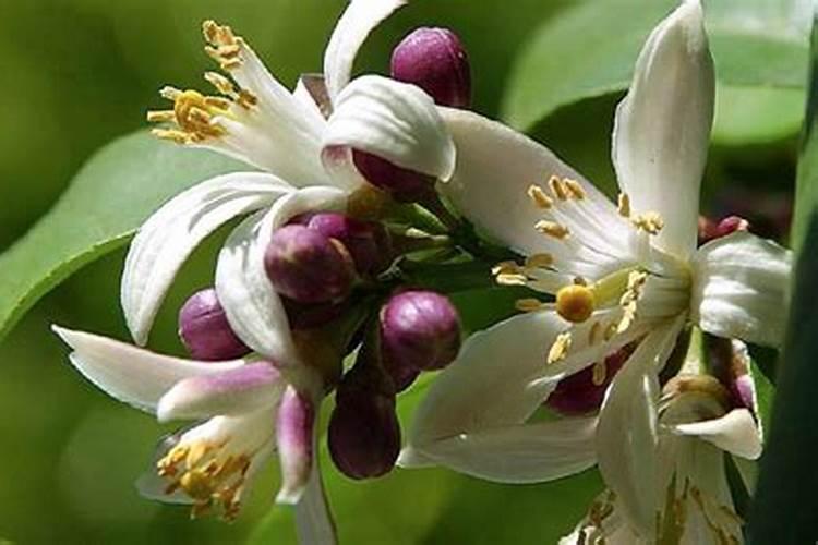 浮萍吸收氨氮还是亚硝酸盐